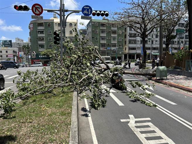 高雄市今天刮起强风，28岁郑姓女骑士今早骑机车行经楠梓区德民、外环西路机车道，突然遭到倾倒的路树击中倒地，被救护车送往海总医院救治，所幸只是手脚擦挫伤。（民眾提供／林雅惠高雄传真）