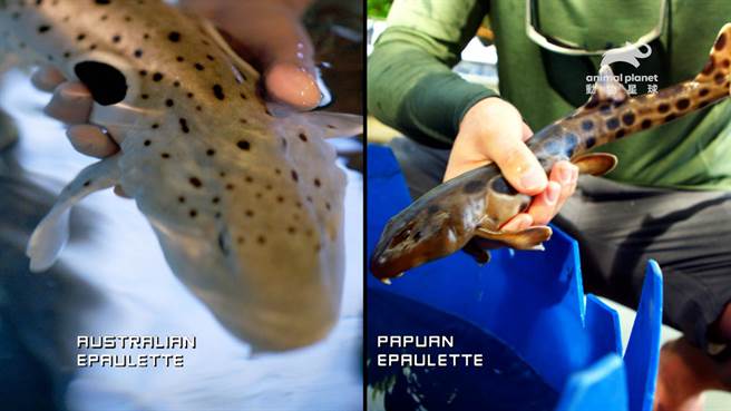《海洋动物面对面特辑》巴布亚肩章鲨（右）的图案醒目，比国际宠物交易里排名第一的澳洲肩章鲨更受藏家欢迎。（动物星球频道提供）