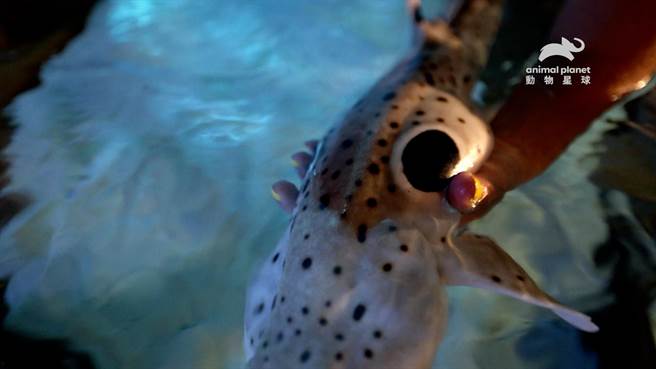 《海洋动物面对面特辑》陆行鲨常被称为肩章鲨，因为鳍后巨大的斑点神似军队的肩章。（动物星球频道提供）