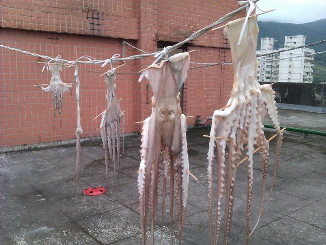 网友在自家顶楼发现，竟然有邻居拿晒衣绳晒章鱼，让他当场傻眼。（图／连姓网友授权使用）