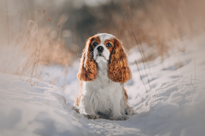 查理士王小猎犬（Cavalier King Charles Spaniels）（示意图 Shutter Stock）