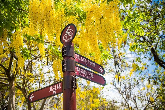 嘉义市环市自行车道多处路段阿勃勒盛开，营造初夏时节浪漫气氛。（嘉义市政府提供∕吕妍庭嘉义传真）