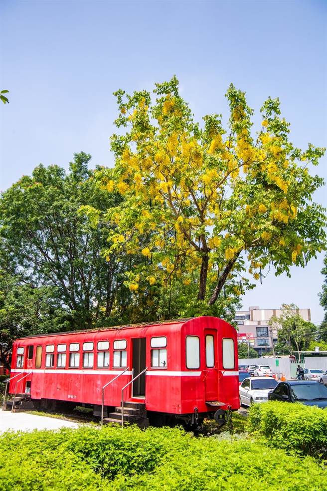 位于市中心的车库园区，阿勃勒正盛开。（嘉义市政府提供∕吕妍庭嘉义传真）