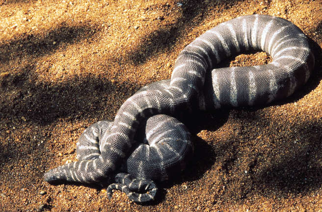 澳洲一名钓客夜钓时，发现水面漂了一颗「双蛇球」，惊觉牠们正在交配。(示意图/达志影像)