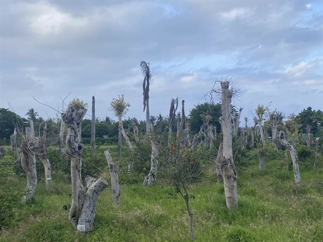 台东市区菩提树现况。（蔡旻妤摄）