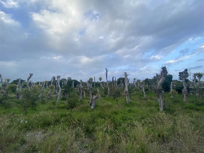 台东市区菩提树现况。（蔡旻妤摄）