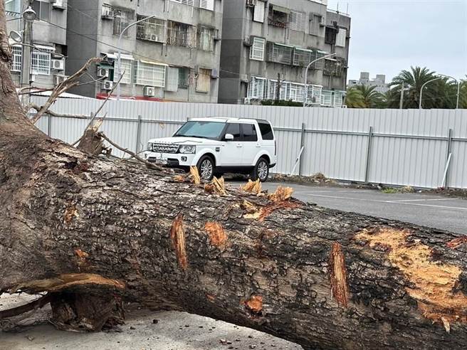 台东市老芒果树惨遭连根拔起。（本报资料照片）