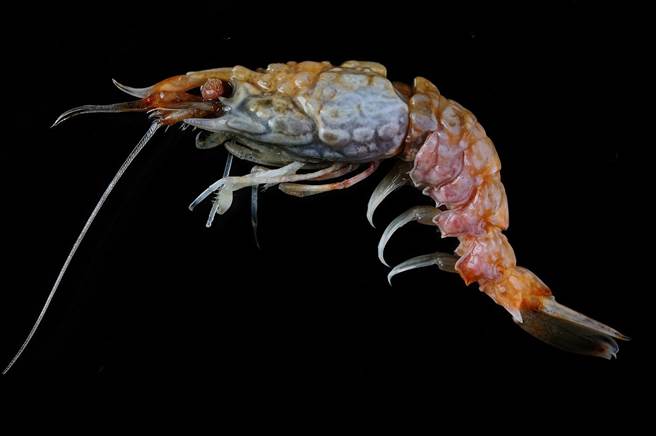 东沙新深海镰虾物种Glyphocrangon obtusis样貌。（海洋大学教授陈天任提供∕吕妍庭嘉义传真）