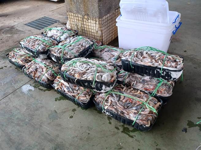 远洋渔船的下杂渔获是海洋生物学者挖宝的地方。（海洋大学博士后研究员黄建福提供∕吕妍庭嘉义传真）