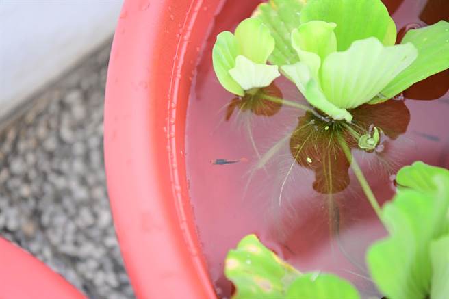 孔雀鱼悠游在生态养殖盆。(屏科大提供)