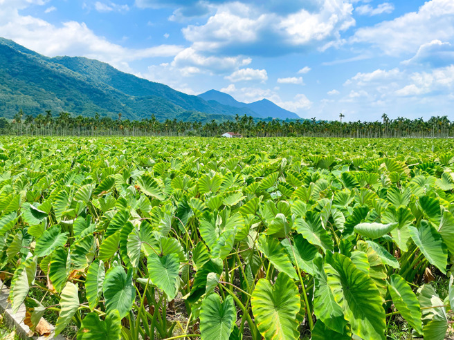 屏东县长周春米今（2）日就在脸书上表示，「高树芋头田真的好美，芋头更是全国最好吃，又Q又香！」（取自周春米脸书）