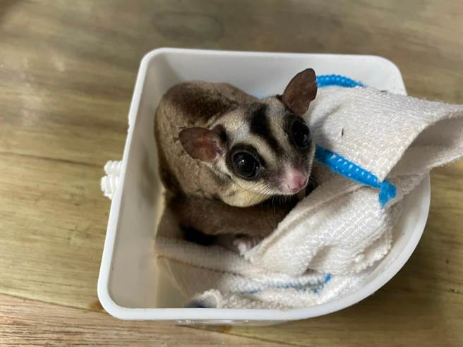 桃园市6月11日将再次办理非犬猫特殊宠物领养活动，蜜袋鼯要找新家。（动保处提供／陈梦茹桃园传真）