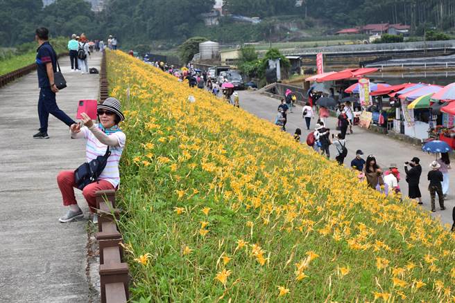 苗栗县大湖乡静湖社区社寮角大湖溪畔堤防金针花盛开。（谢明俊摄）