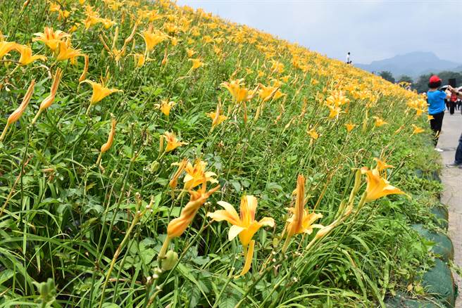 苗栗县大湖乡静湖社区社寮角大湖溪畔堤防金针花盛开。（谢明俊摄）