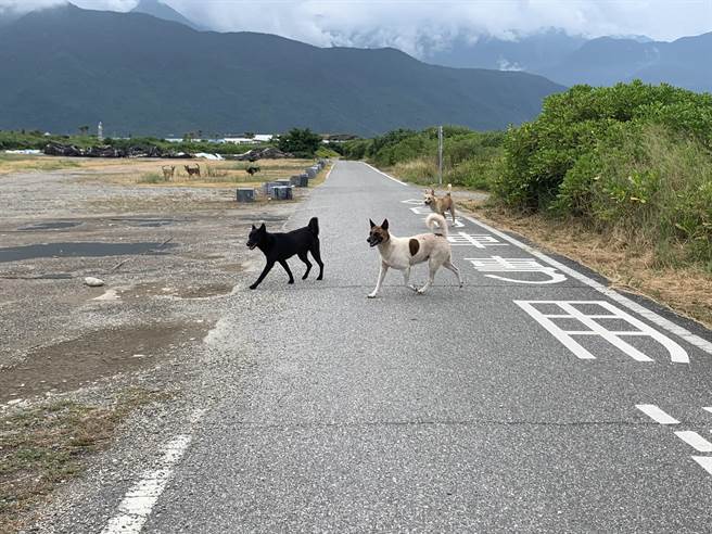 七星潭风景区自行车步道，经常有流浪犬只成群出没，也多次传出追人咬人事件。（王志伟摄）