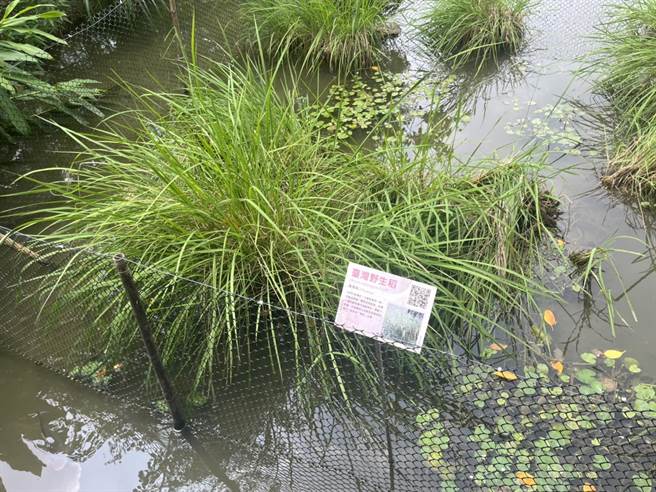 台湾野生稻又称为「鬼稻」。（陈梦茹摄）