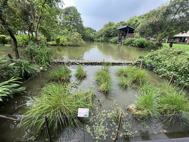 八德区公所于2014年起与台湾大学合作復育野生稻，目前八德埤塘自然生态公园野生稻池内约有9平方公尺。（陈梦茹摄）