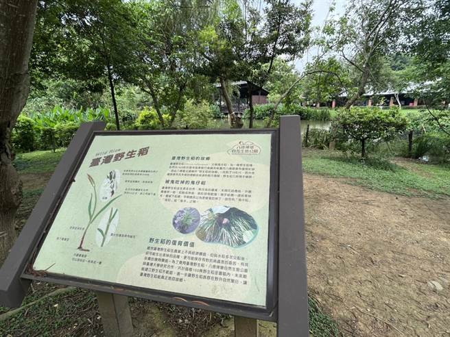为让民眾能深入了解野生稻的背景，八德区公所也在附近设置解说牌。（陈梦茹摄）