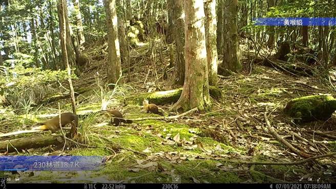 雪霸国家公园保育研究成果发表会3日在台北圆满完成，发表多种新发现植物。（雪管处提供／谢明俊苗栗报导）
