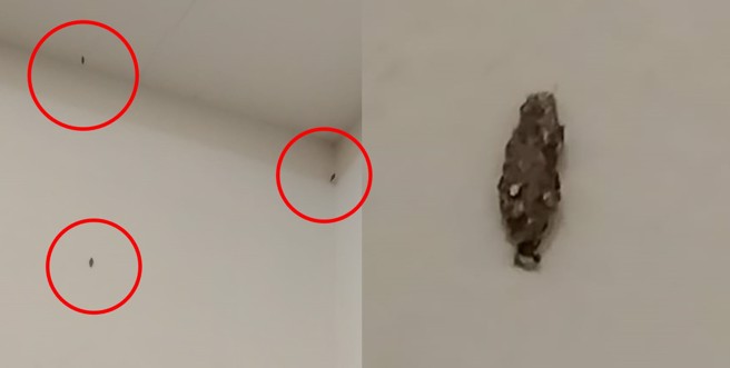 女网友发现家中墙壁一直冒出怪虫，才打扫过没多久又继续出现。（图／爆怨2公社）