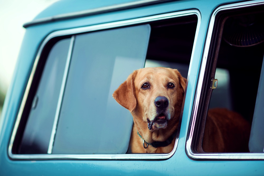 芬兰研究显示，黄金猎犬是对人类最友善的犬种之一，堪称「人类好朋友」。（资料照／shutterstock）(photo:ChinaTimes)