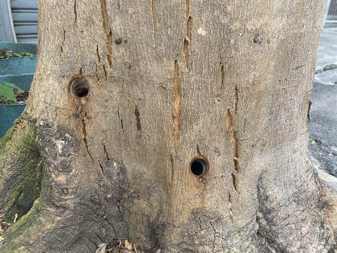 台东县关山镇8棵、树龄超过30年的小叶榄仁树，遭人钻孔灌入毒液死亡。（民眾提供／萧嘉蕙台东传真）