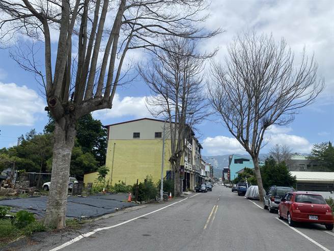 原本枝叶茂盛的小叶榄仁树惨遭毒手，如今剩下光秃秃的枝干，关山镇民见状感到心痛。（民眾提供／萧嘉蕙台东传真）