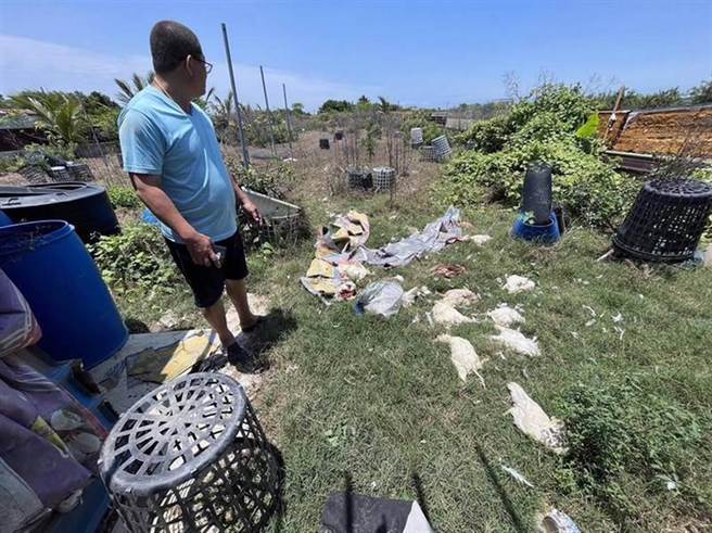 台南市安南区公学路七段黄姓鸡农的养鸡场，遭野狗闯入咬死200多只蛋鸡，损失十分惨重。（郭信良提供／洪荣志台南传真）