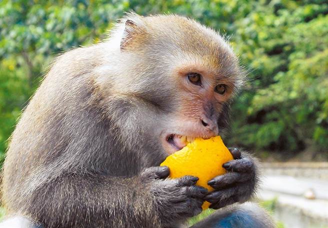 野生猕猴大口啃食水果，果农的心在淌血。（庄哲权摄）