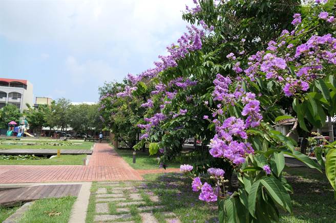 云林县北港镇赏花秘境「水道头文化园区」，除了阿勃勒还有大花紫薇（见图）与荷花。（张朝欣摄）
