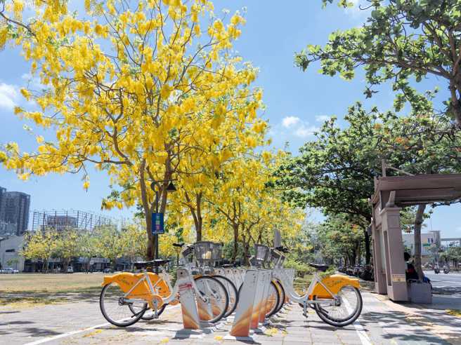 黄伟哲分享了阿勃勒花盛开的美景。（图 / 取自黄伟哲脸书）