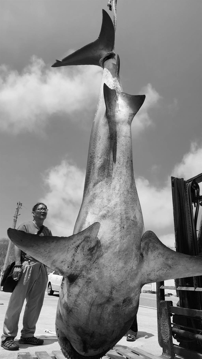 身形2米长的公牛鲨，被吊臂高高吊起，虽死却仍甚为吓人。（许逸民摄）