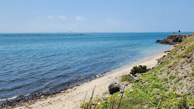 公牛鲨3年2度现身澎湖内海箱网养殖区。（许逸民摄）