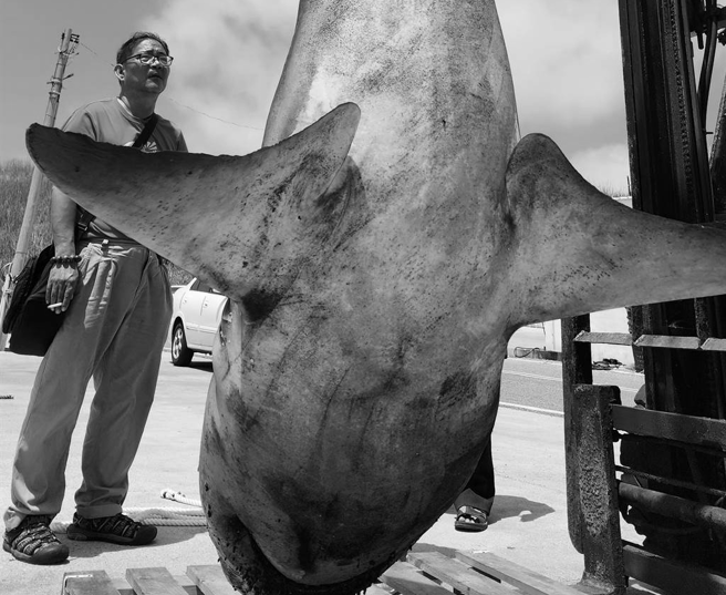 身形2米长的公牛鲨，被吊臂高高吊起，虽死却仍甚为吓人。（许逸民摄）