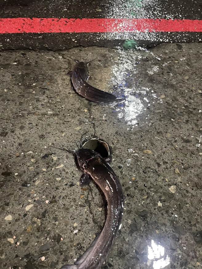 新兴区中正、林森路口淹水状况相当严重，水位退去后路面出现土虱。（民眾提供／杨舒婷高雄传真）