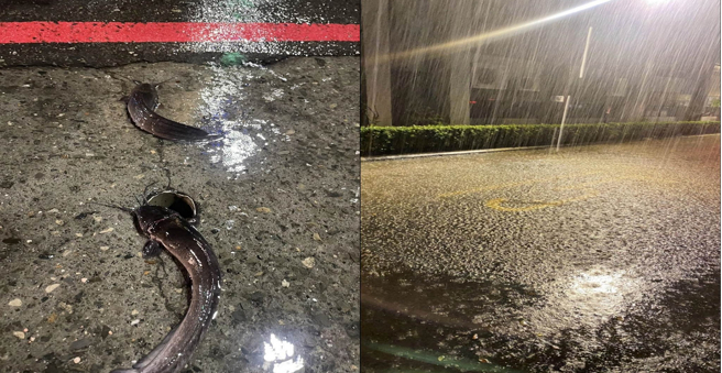 雨弹狂炸高雄！马路惊见「土虱弹跳」 这一区雨量最惊人（民眾提供）