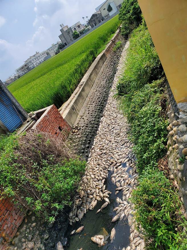 逢雨必翻？彰化市砖磘里水尾二路区域排水近日屡传鱼群暴毙事件，鱼群在烈日下曝晒散发浓浓恶臭。(陈銌銌提供／吴建辉彰化传真)