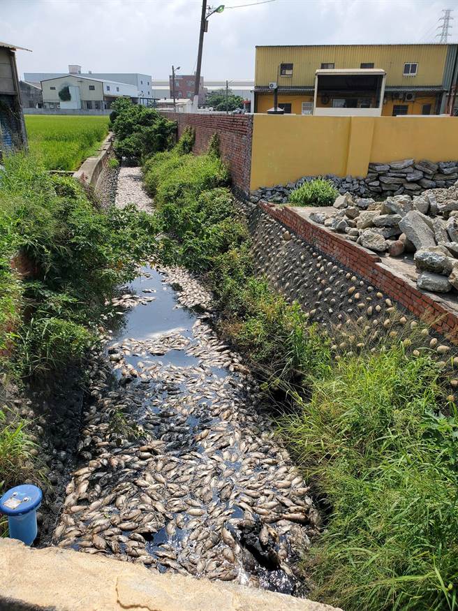 彰化县议员陈銌銌表示，今年已经发生2次，通知环保局检测没发现污染，检测每次都说是水中溶氧量低。(陈銌銌提供／吴建辉彰化传真)