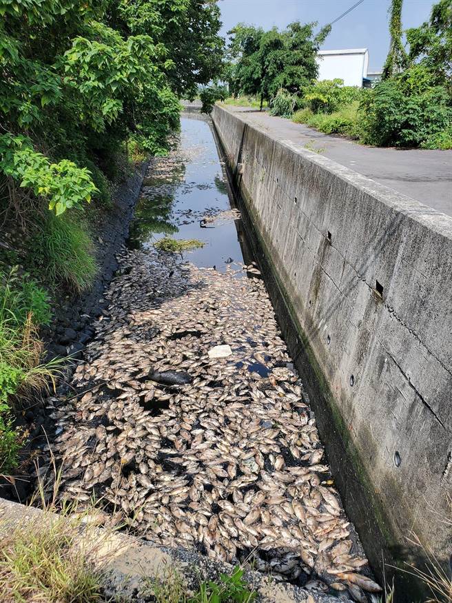 陈銌銌认为每条鱼都是生命，将要求相关局处调查真正原因。(陈銌銌提供／吴建辉彰化传真)