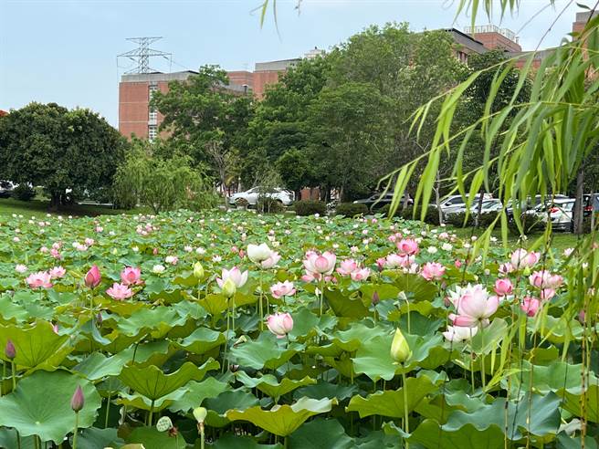 亚大荷花池荷花盛开，吸引大批摄影爱好者取景。（亚大提供／陈淑芬台中传真）