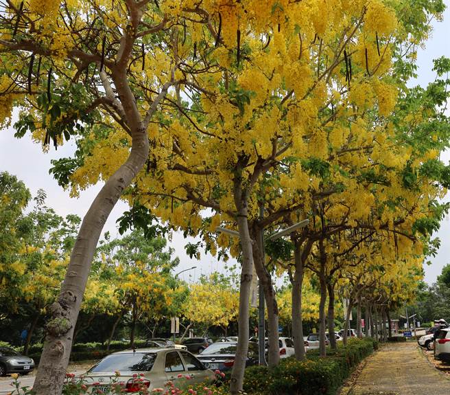 亚大现代美术馆旁阿勃勒盛开，成为民眾夏日踏青、赏花好去处。（亚大提供／陈淑芬台中传真）