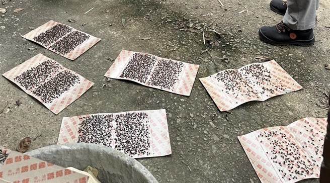 桃园市杨梅垃圾掩埋场垃圾堆积成山，居民每天使用捕蝇纸苍蝇死尸数量惊人。（周玉琴提供／吕筱蝉桃园传真）