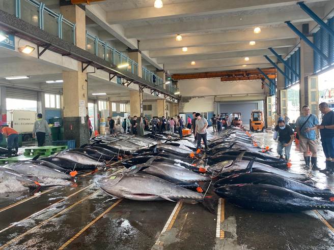 宜兰县南方澳渔港的黑鲔鱼大丰收，今（5日）鱼市场拍卖177尾，破今年以来单日最高纪录，累计已拍卖出1728尾。（苏澳区渔会理事长蔡源龙提供／吴佩蓉宜兰传真）