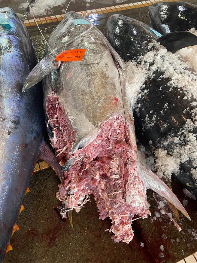 被海豚咬的黑鲔鱼，价格只剩4分之1。（苏澳区渔会理事长蔡源龙提供／吴佩蓉宜兰传真）