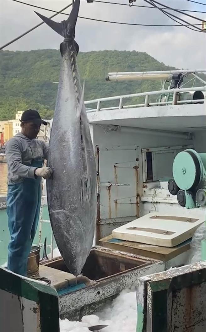 今早卸黑鲔鱼。（民眾洪方生提供／吴佩蓉宜兰传真）