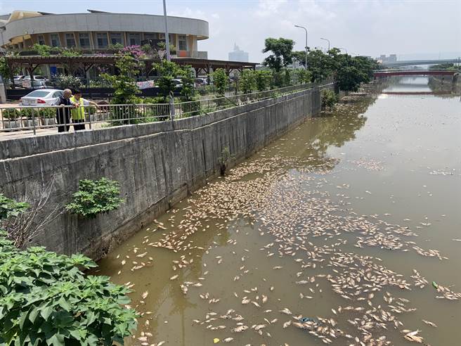 台中市梧栖大排近期屡传鱼群暴毙，在日晒下发生浓厚臭味，令人作呕。（陈淑娥摄）
