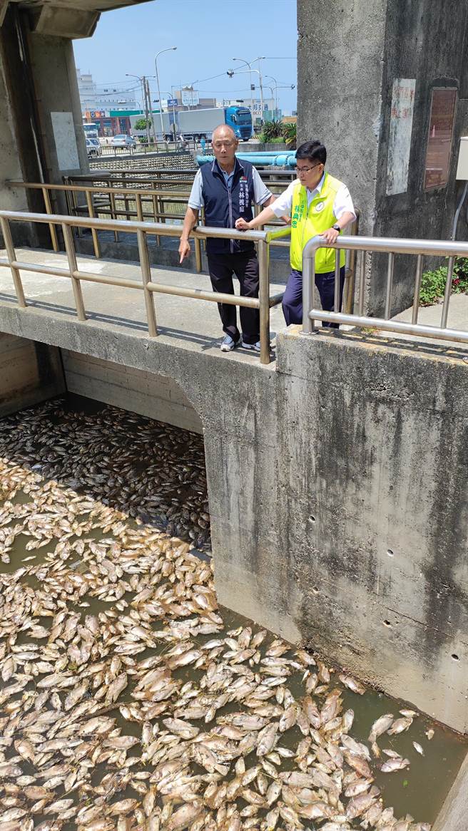台中市梧栖大排近期屡传鱼群暴毙，在日晒下发生浓厚臭味，令人作呕。（陈淑娥摄）