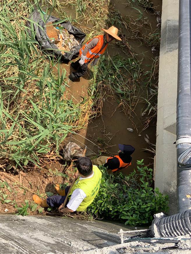 市议员杨典忠今亲自到梧栖大排打捞死鱼。（陈淑娥摄）