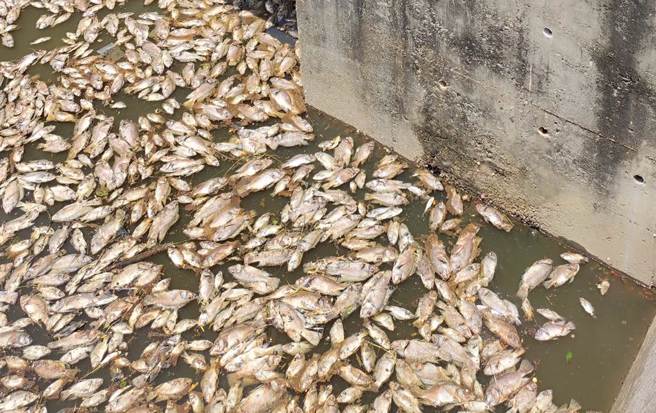 台中市梧栖大排近期屡传鱼群暴毙，5日上午又出现大量鱼尸，还飘出浓浓臭味。（陈淑娥摄）