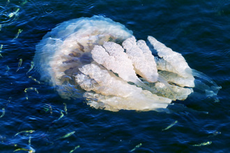 海裡抓到「珍珠白巨頭獸」興奮抱手中炫耀 下秒樂極生悲